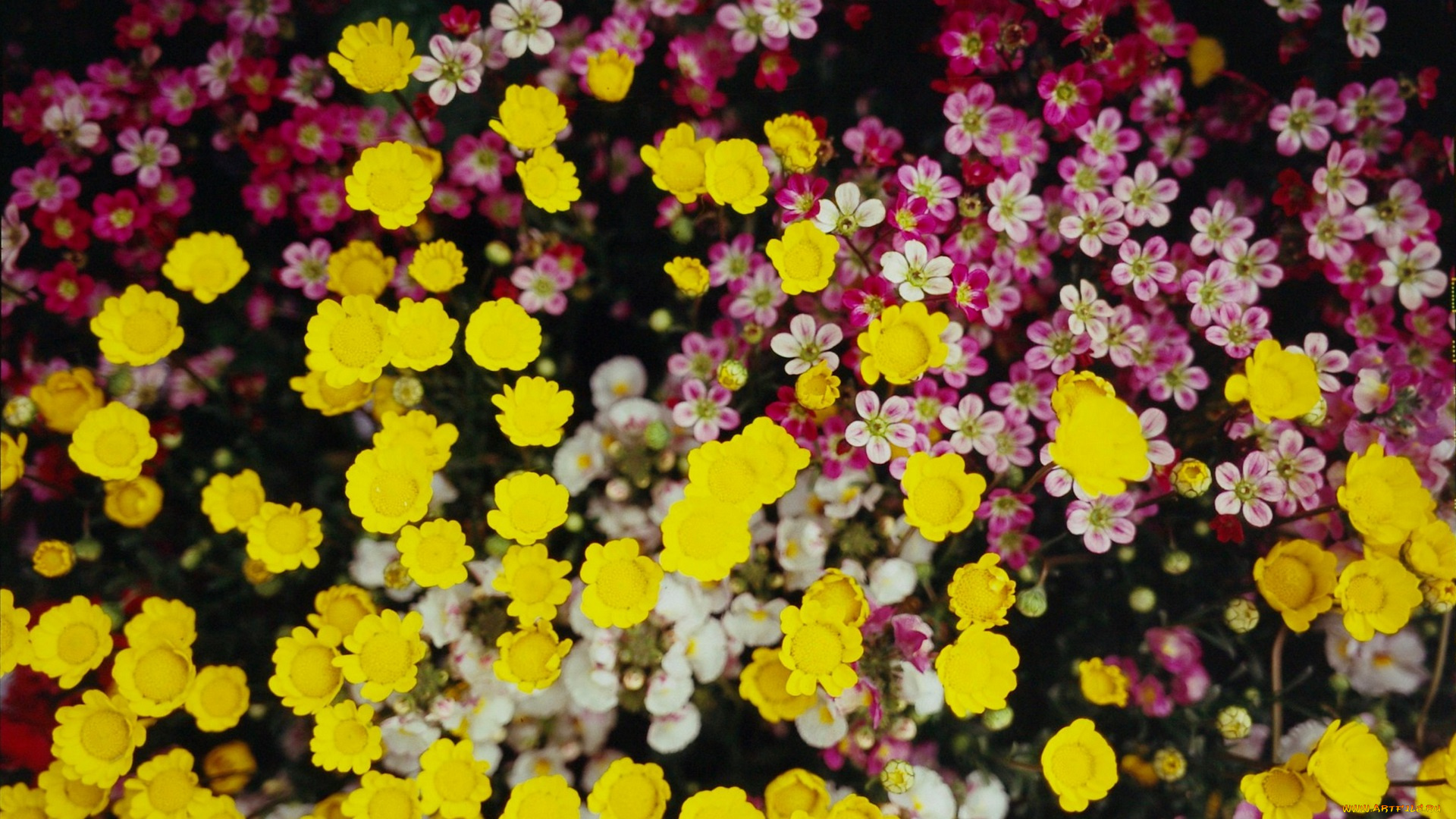 цветы, разные, вместе, цветочки