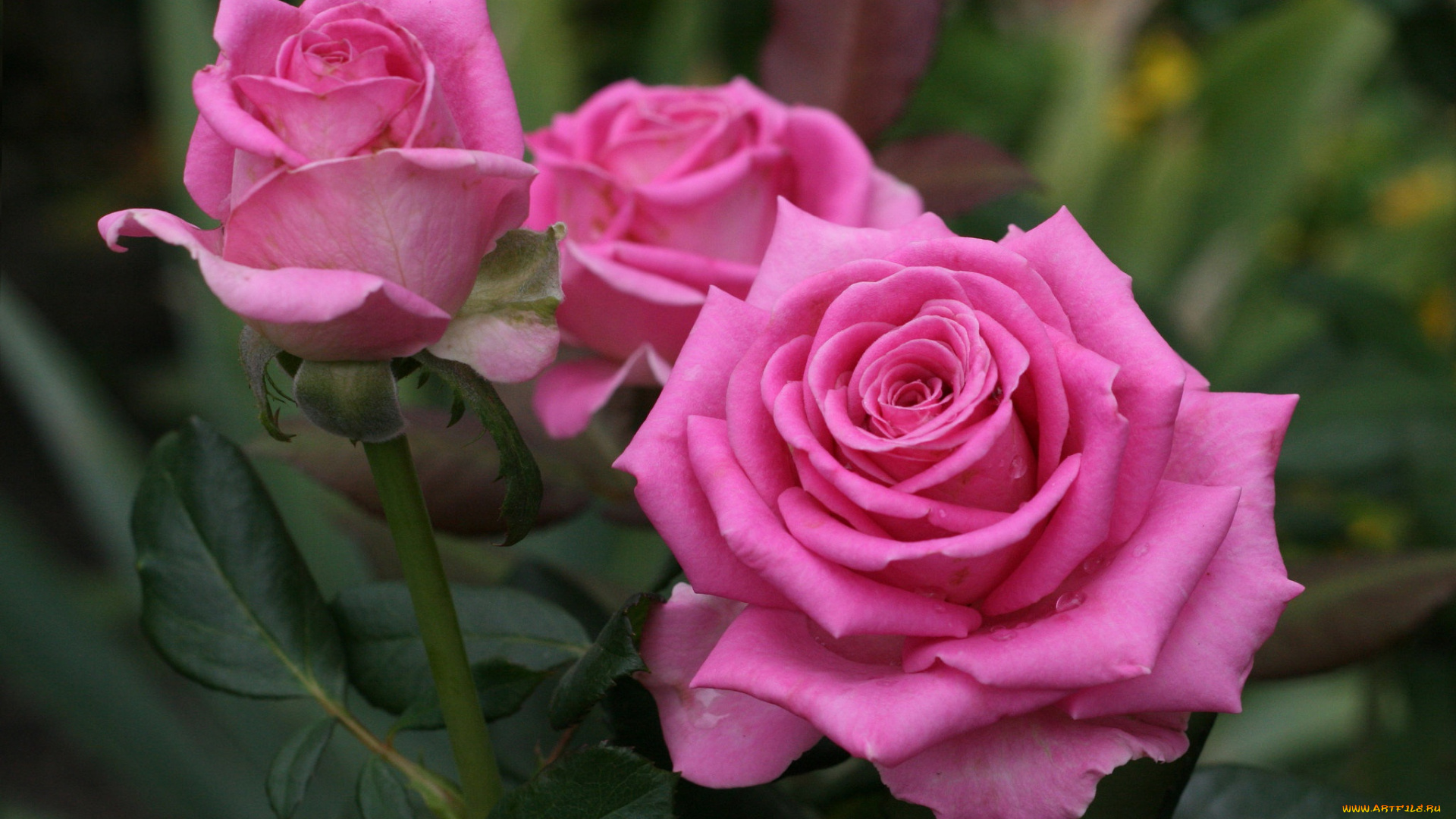 цветы, розы