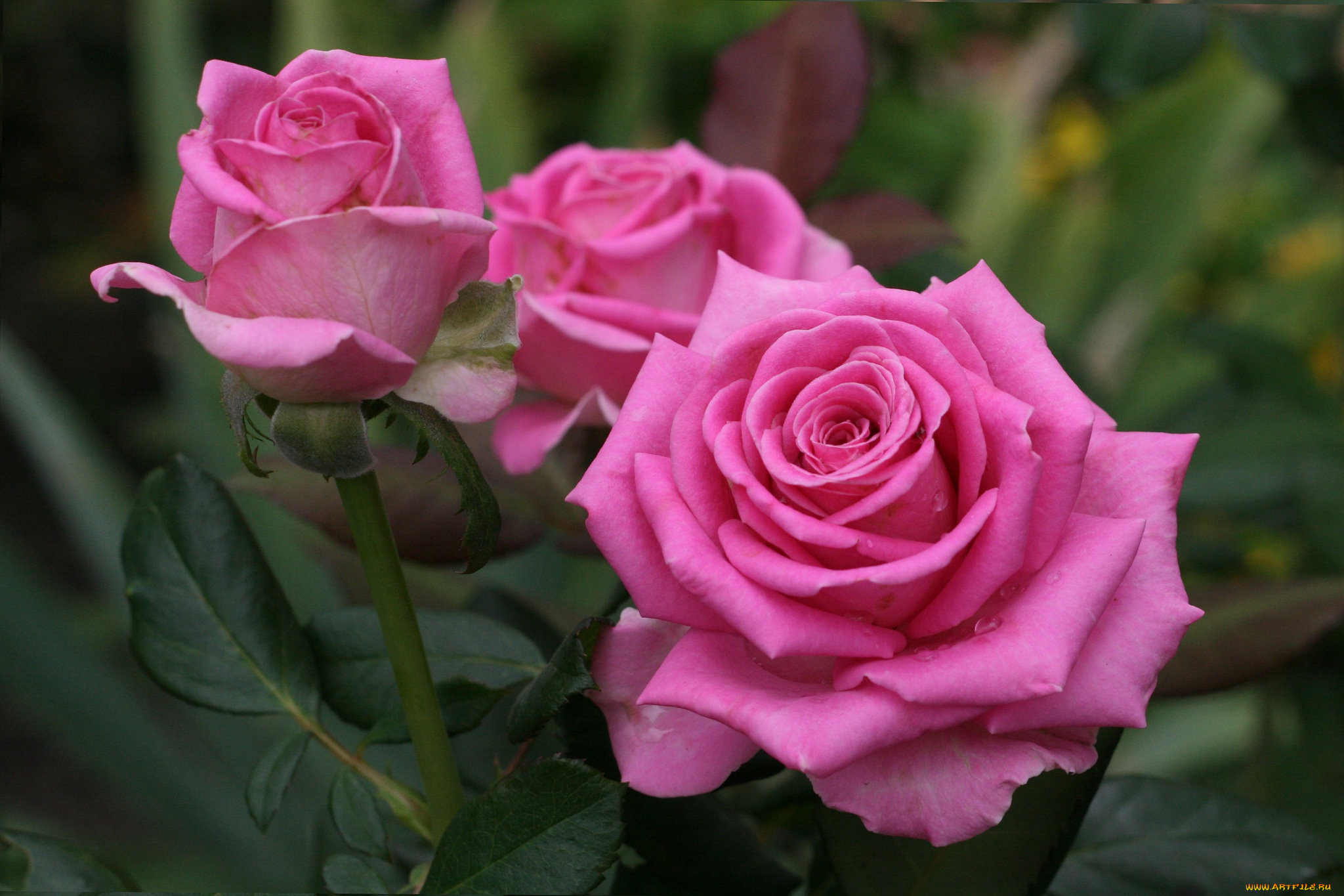 цветы, розы