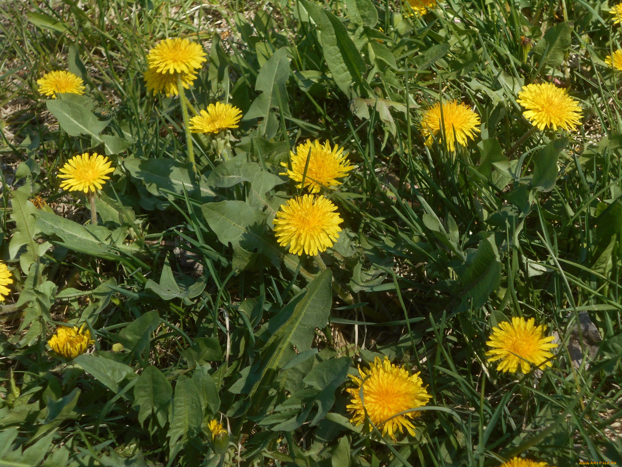 цветы, одуванчики, природа