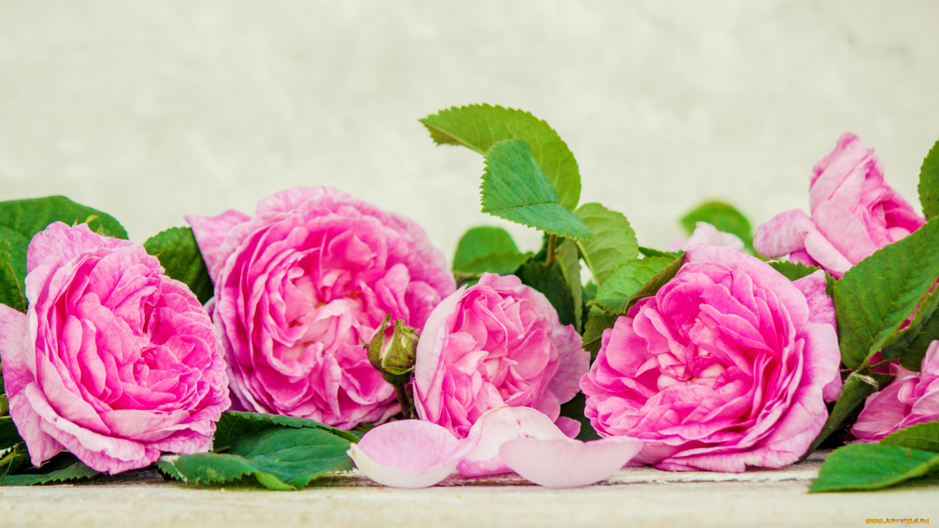 цветы, розы