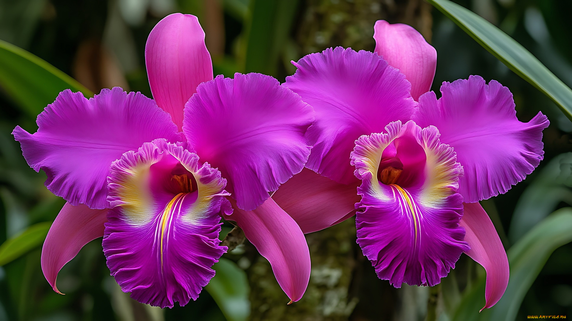 3д, графика, цветы, , flowers, орхидеи