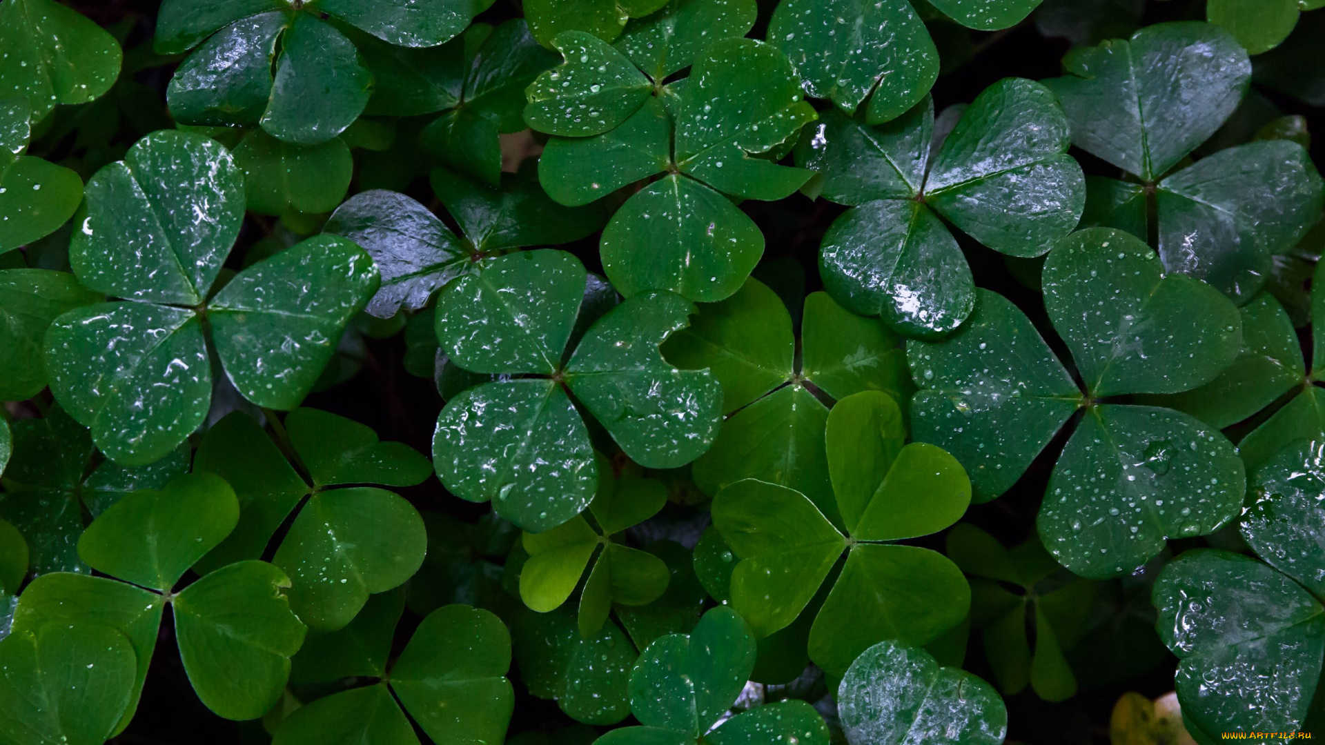 природа, листья, кислица, капли