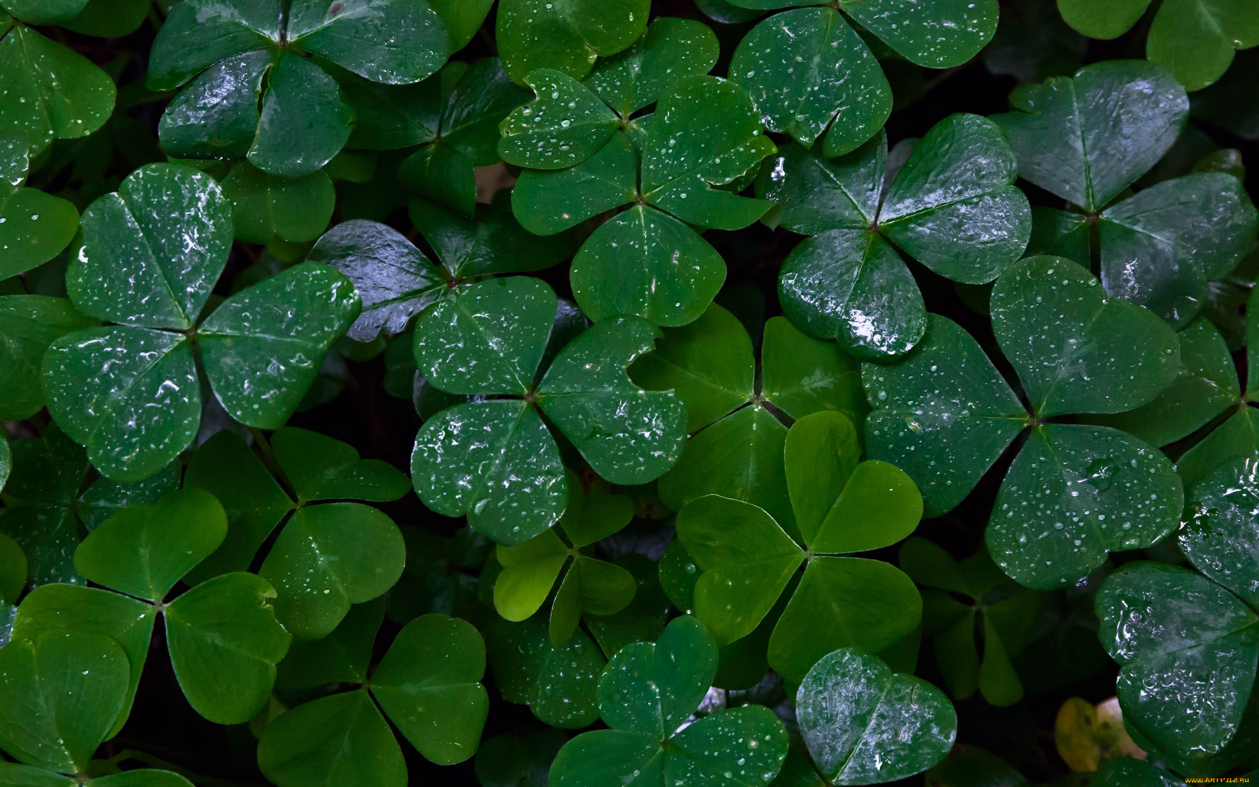 природа, листья, кислица, капли