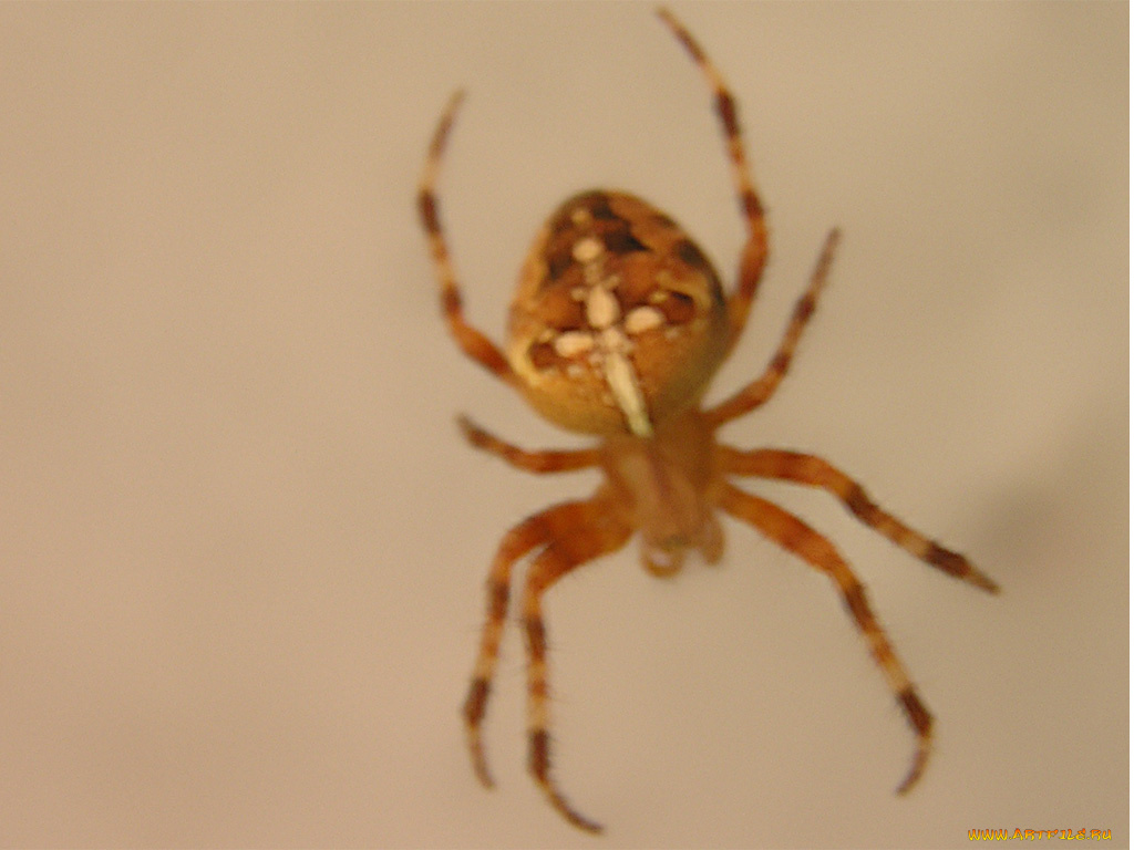 паучок, животные, пауки