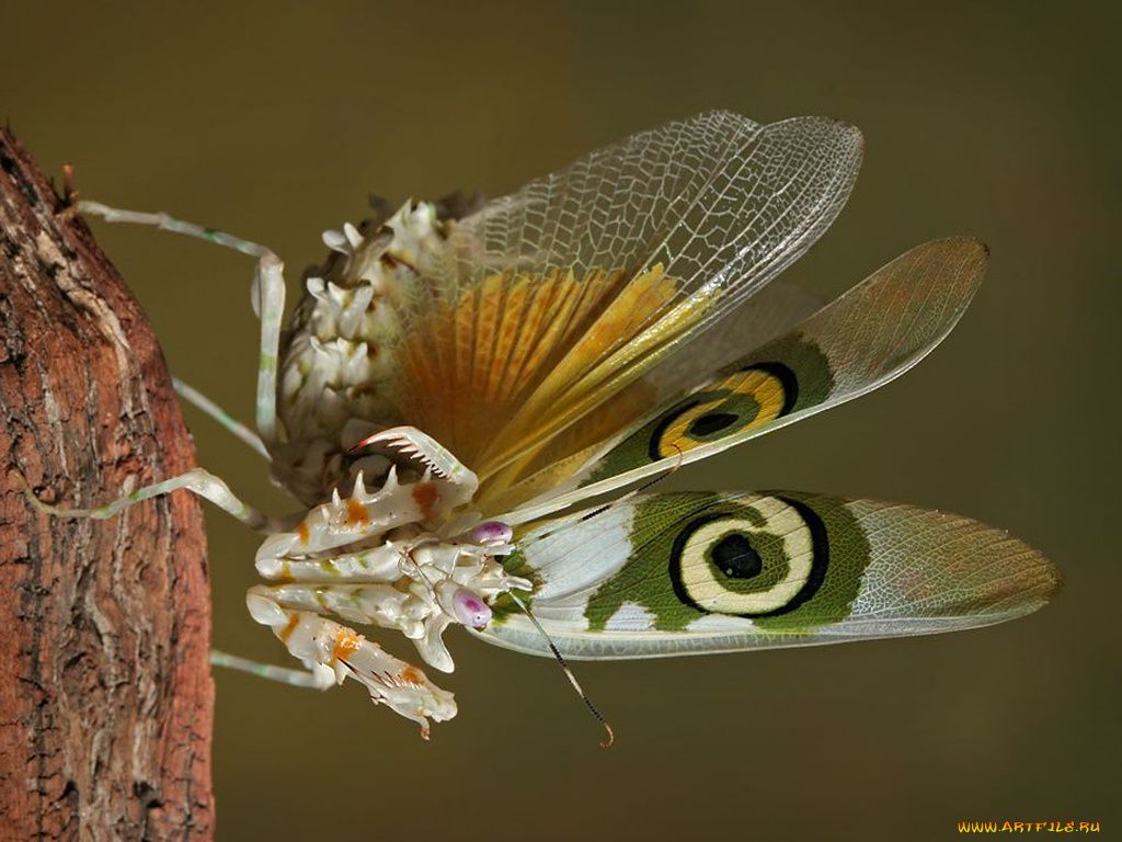 животные, бабочки