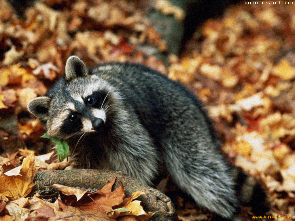 животные, еноты