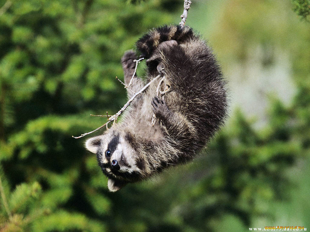 животные, еноты