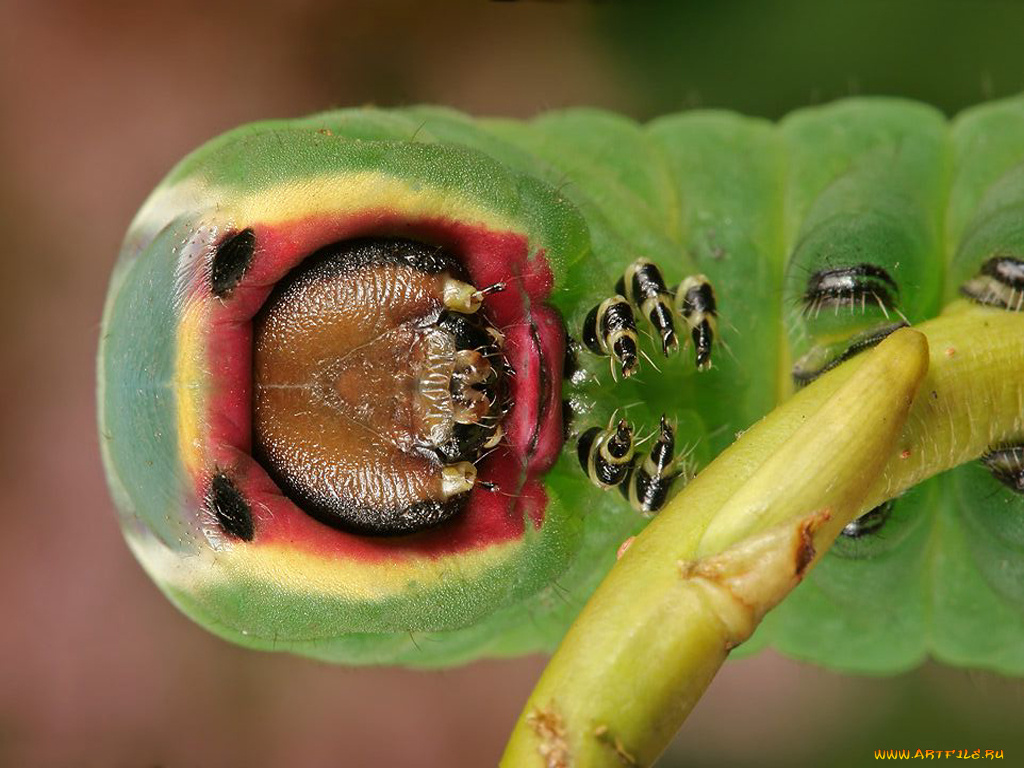 животные, гусеницы