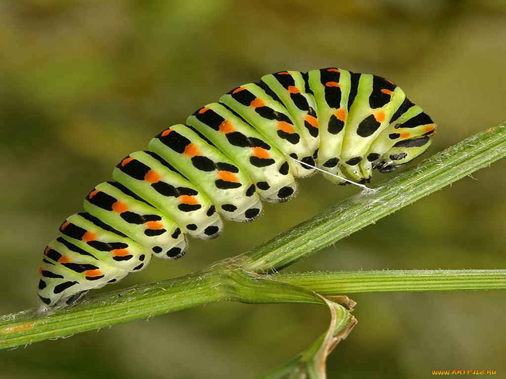 животные, гусеницы