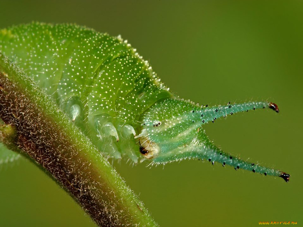 животные, гусеницы