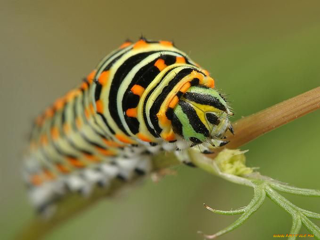 животные, гусеницы