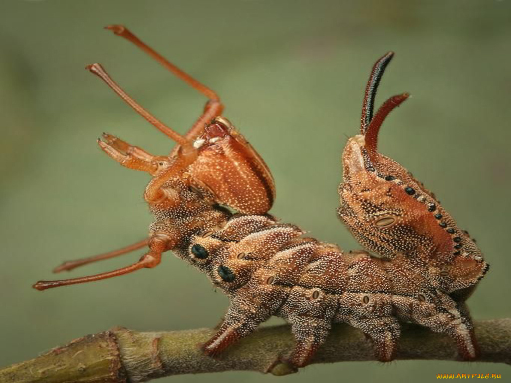 животные, гусеницы