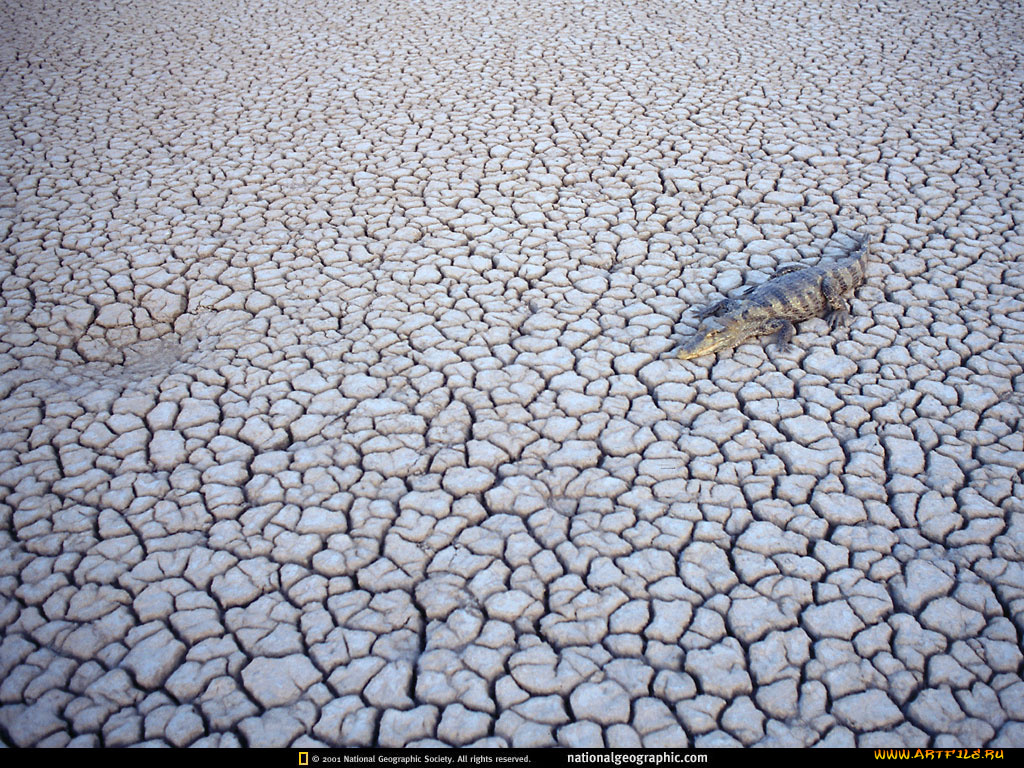 животные, крокодилы