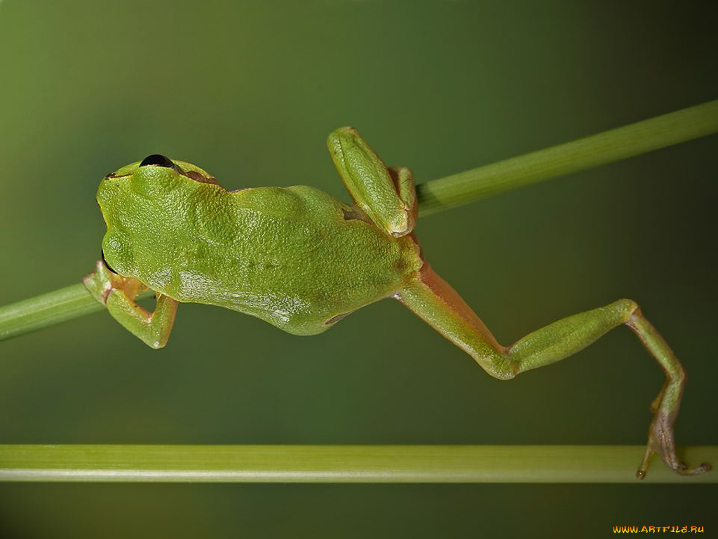 животные, лягушки