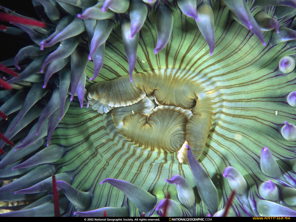 животные, морская, фауна