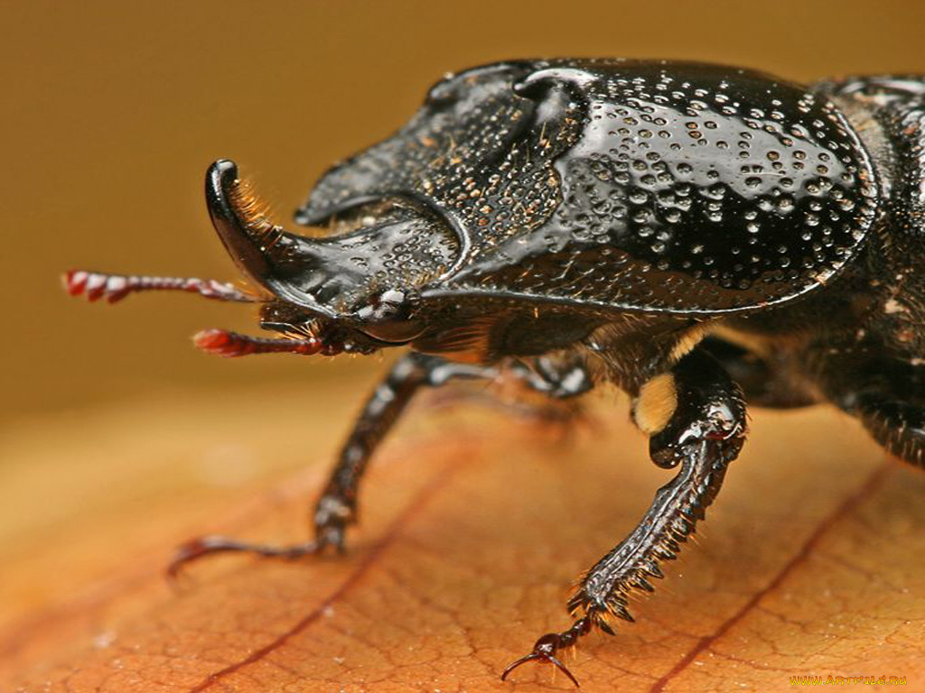 животные, насекомые