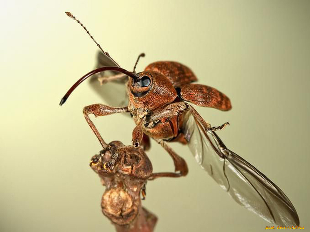 животные, насекомые