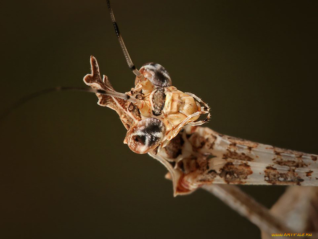 животные, насекомые
