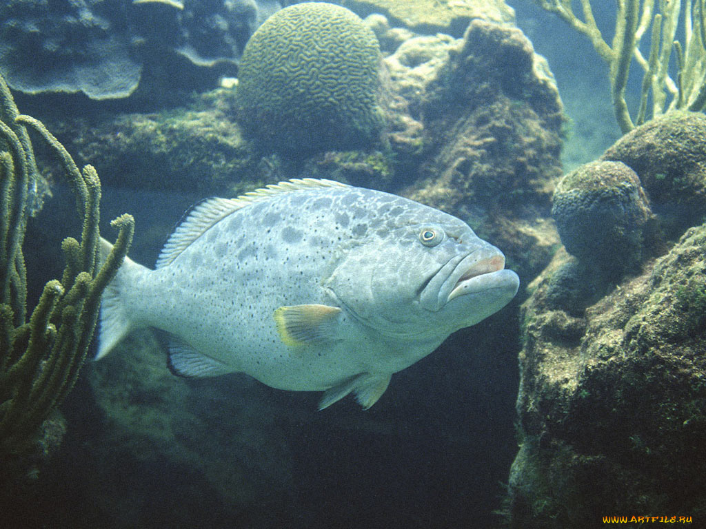 животные, рыбы