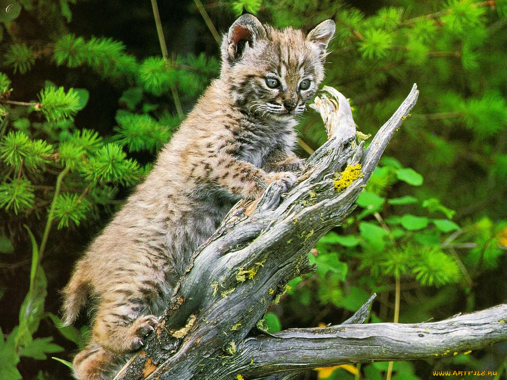 животные, рыси