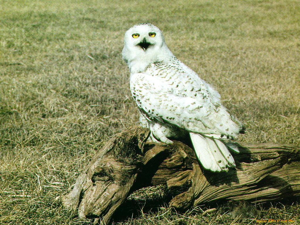 животные, совы
