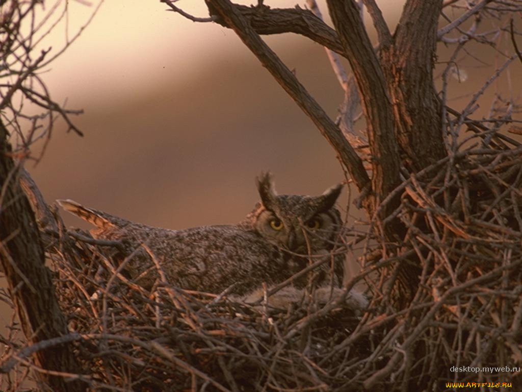 животные, совы