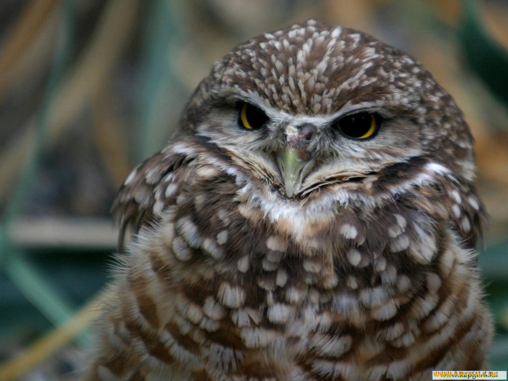 животные, совы