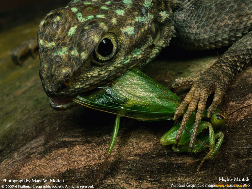 животные, Ящерицы, игуаны, вараны