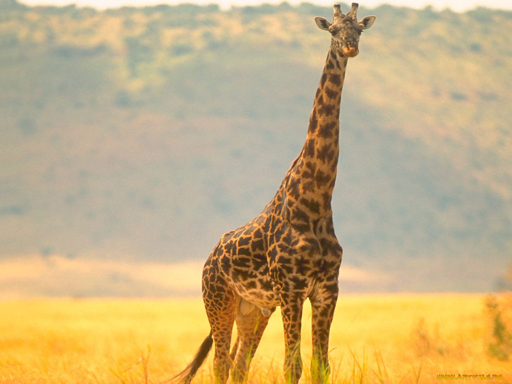 животные, жирафы