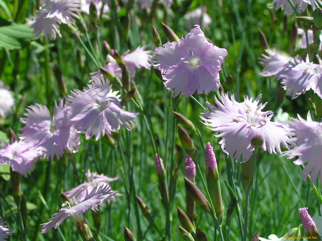 цветоЧек, цветы, гвоздики