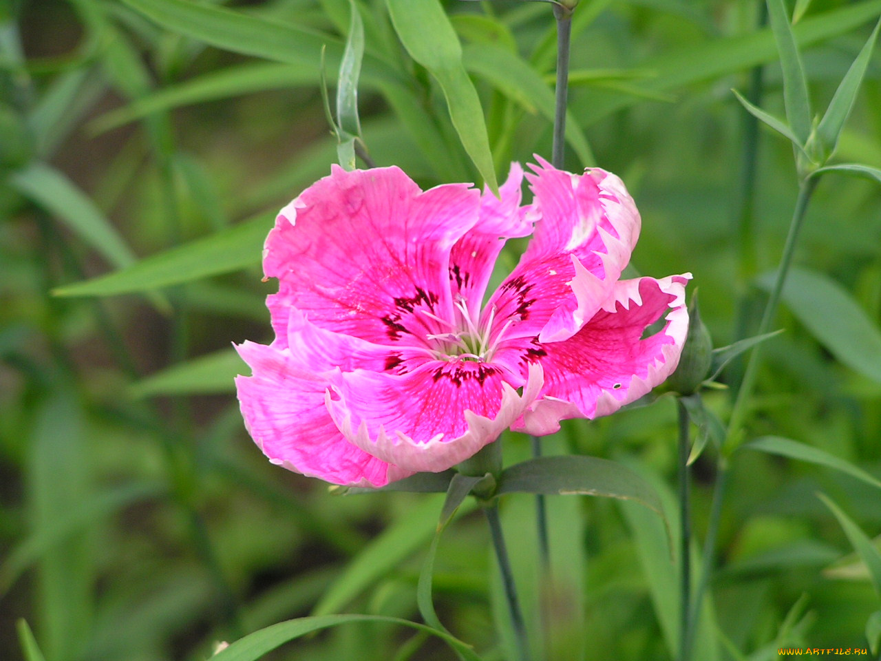 цветоЧек, цветы, гвоздики