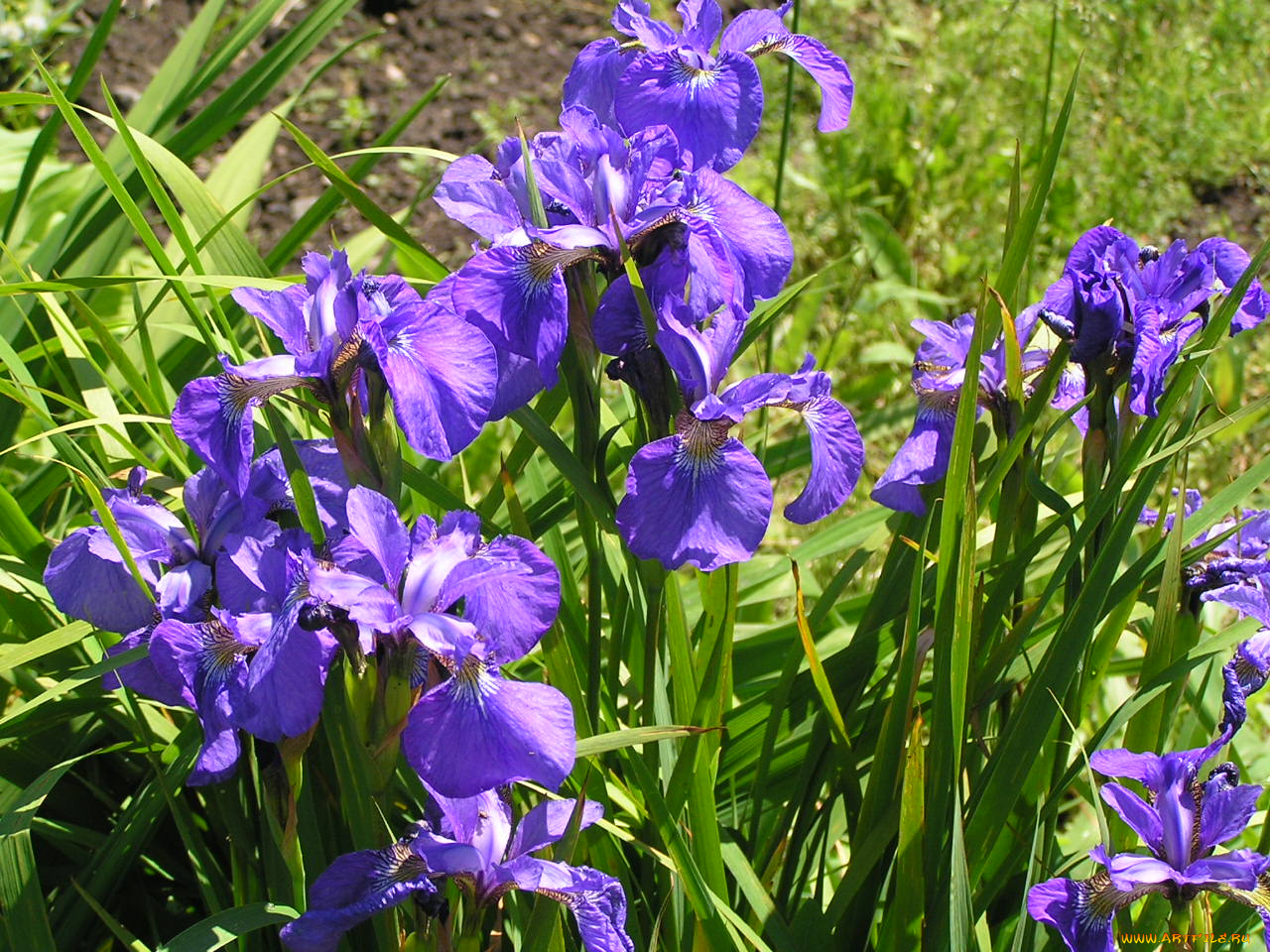 цветоЧек, цветы, ирисы