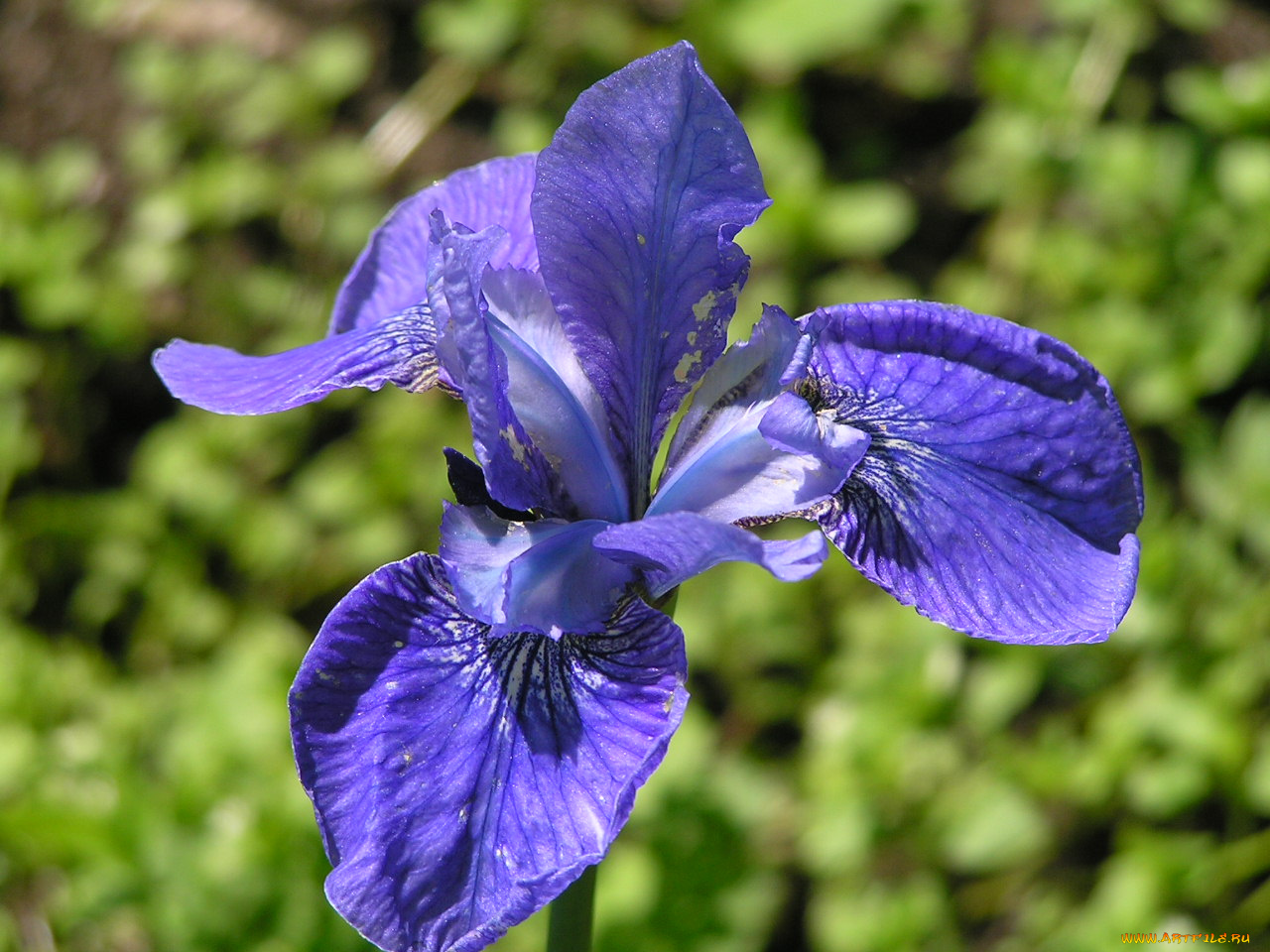 цветоЧек, цветы, ирисы