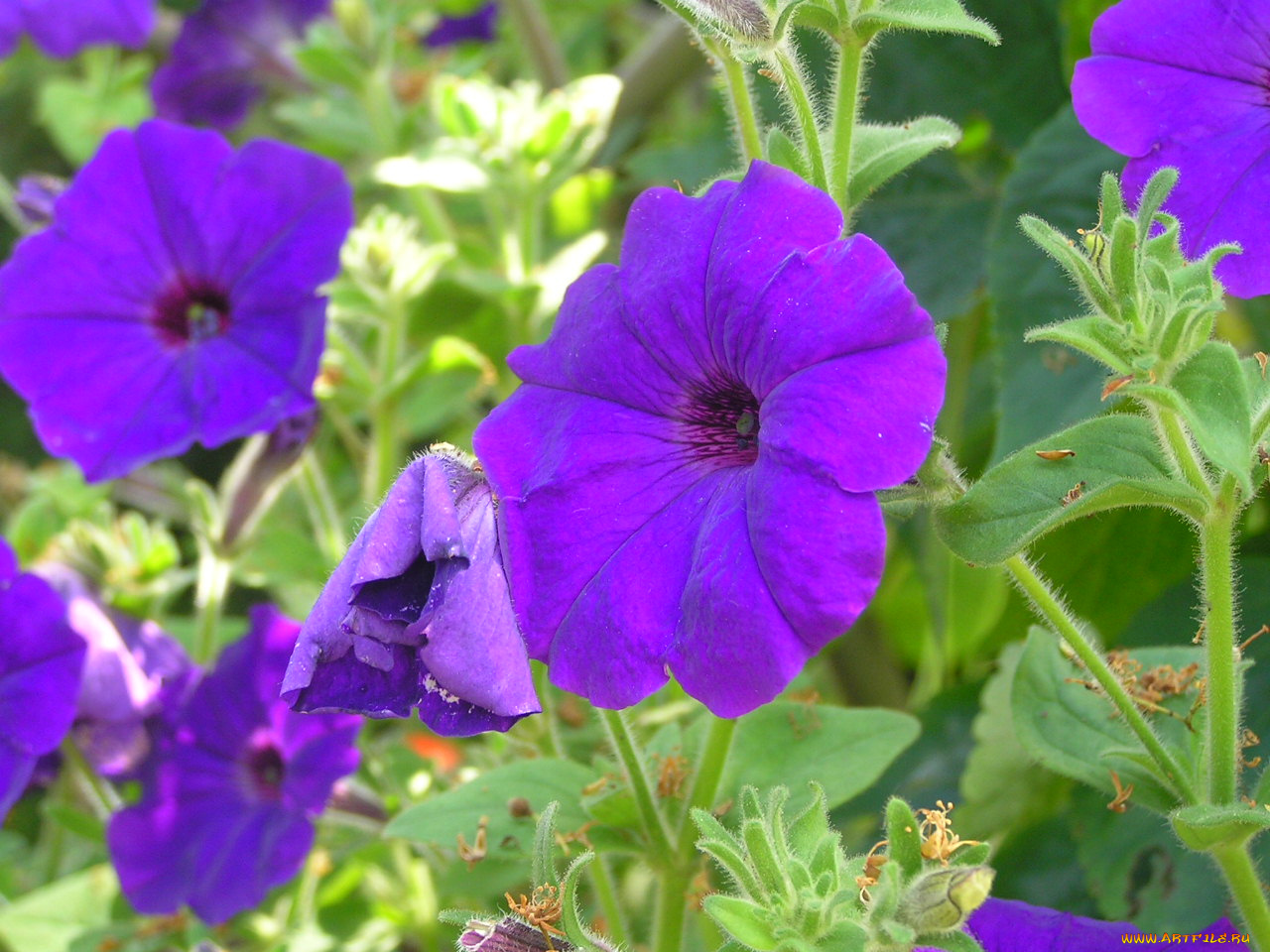 цветоЧек, цветы, петунии, калибрахоа