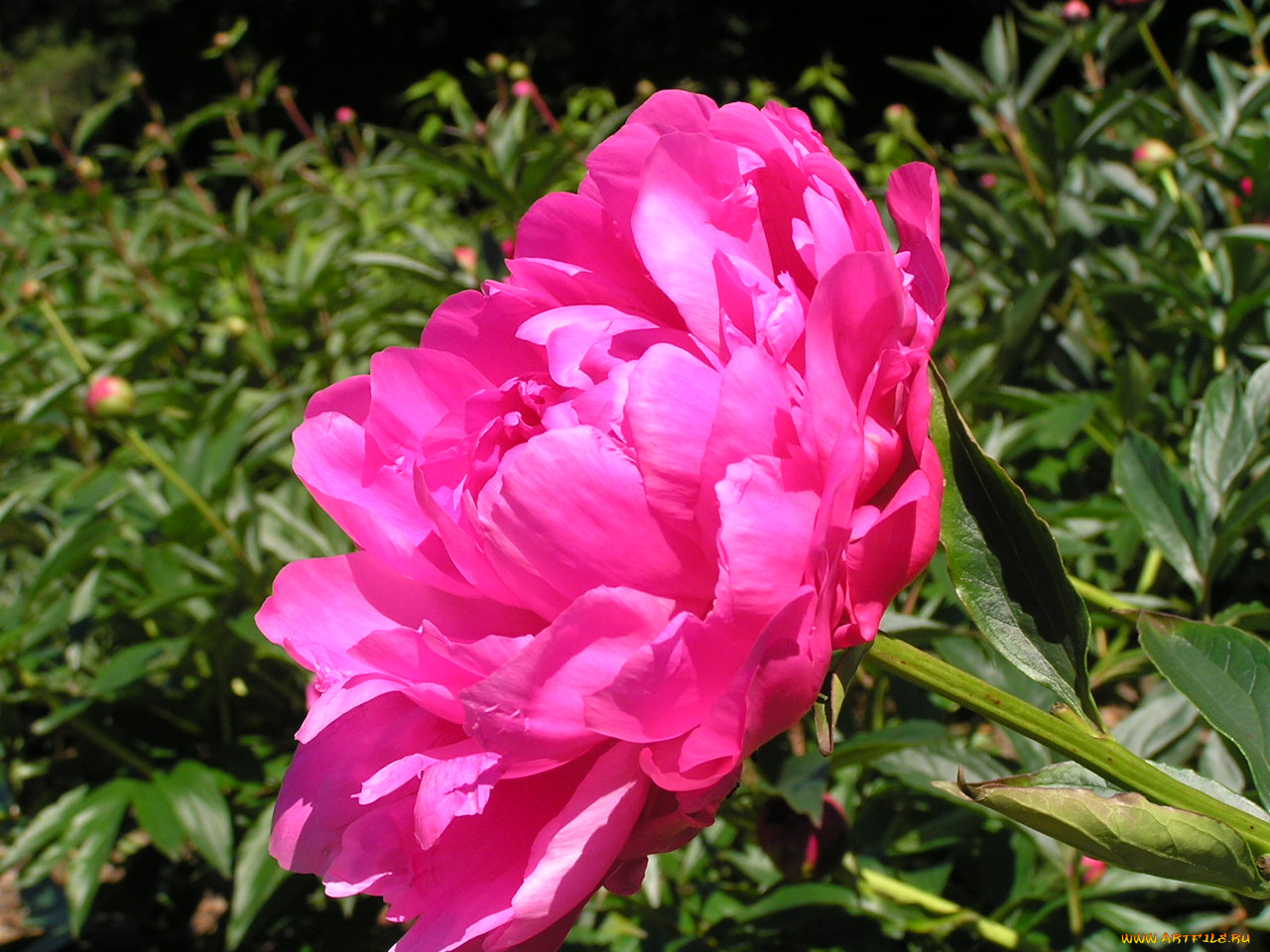 цветоЧек, цветы, пионы