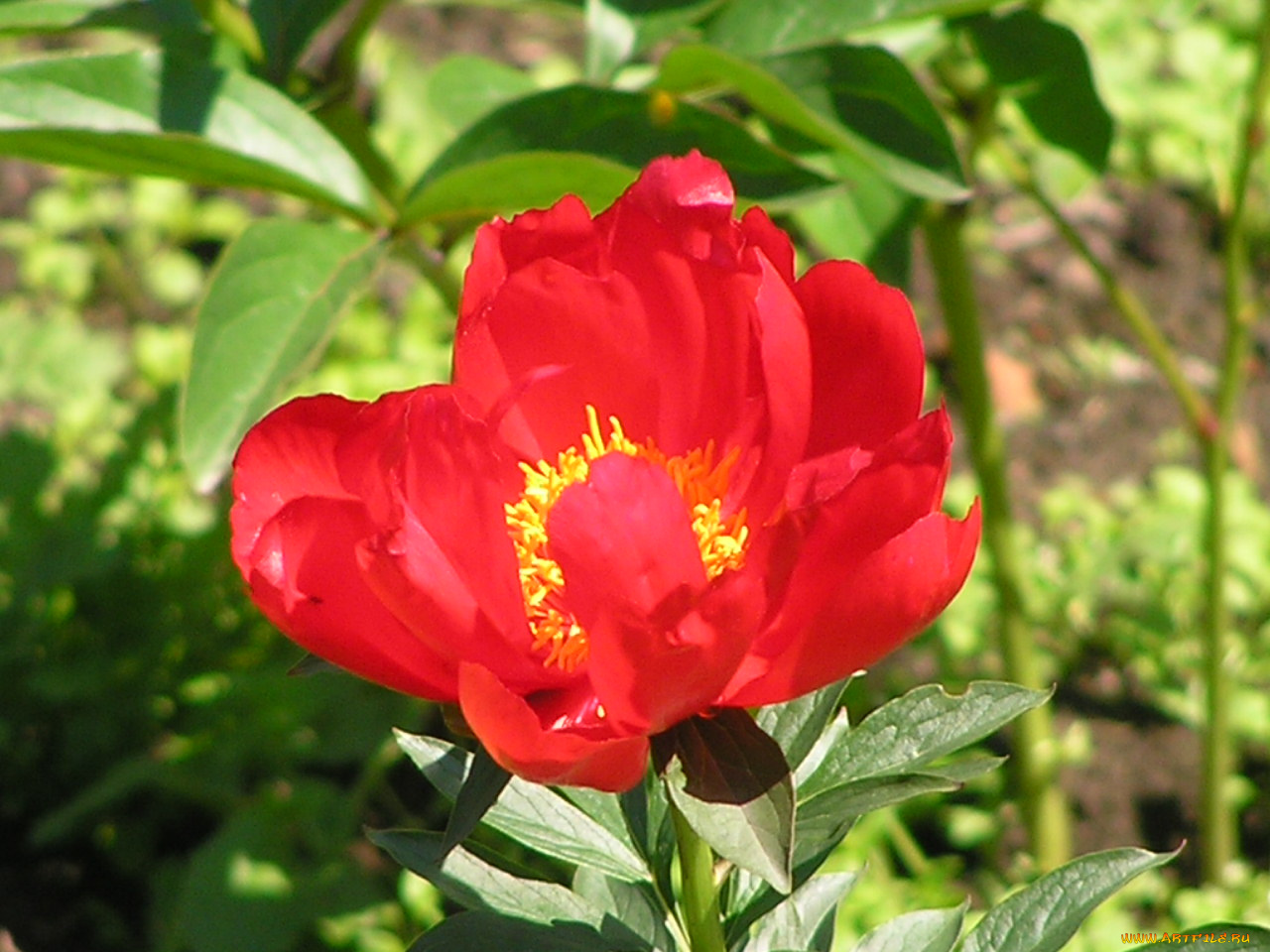 цветоЧек, цветы, пионы