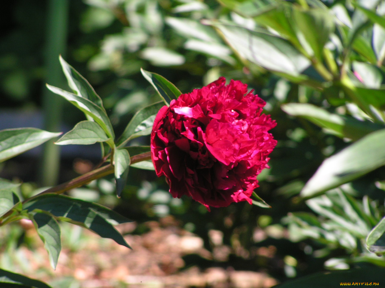 цветоЧек, цветы, пионы