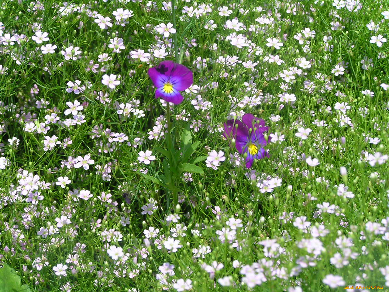 цветоЧек, цветы, разные, вместе