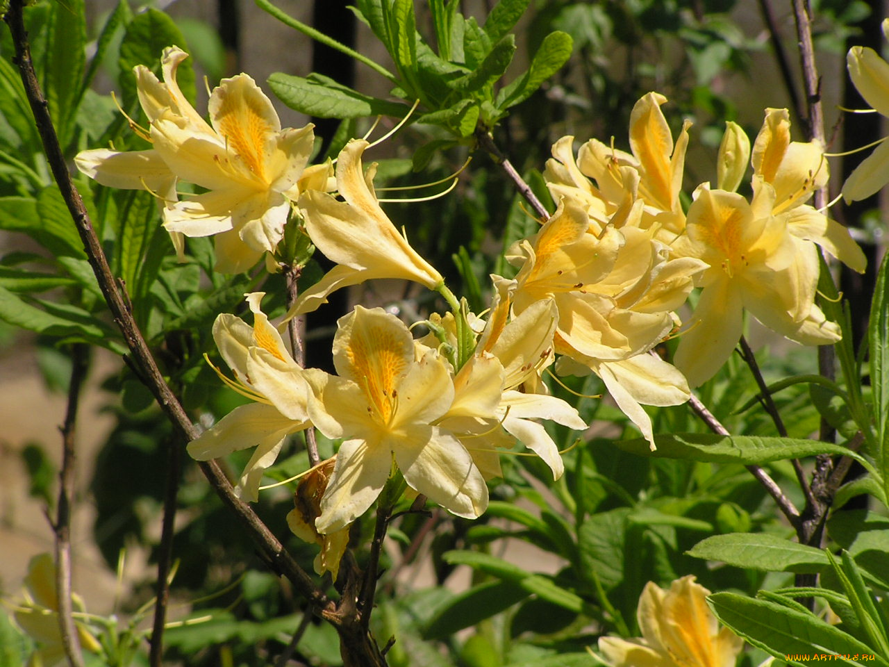 цветоЧек, цветы, рододендроны, азалии