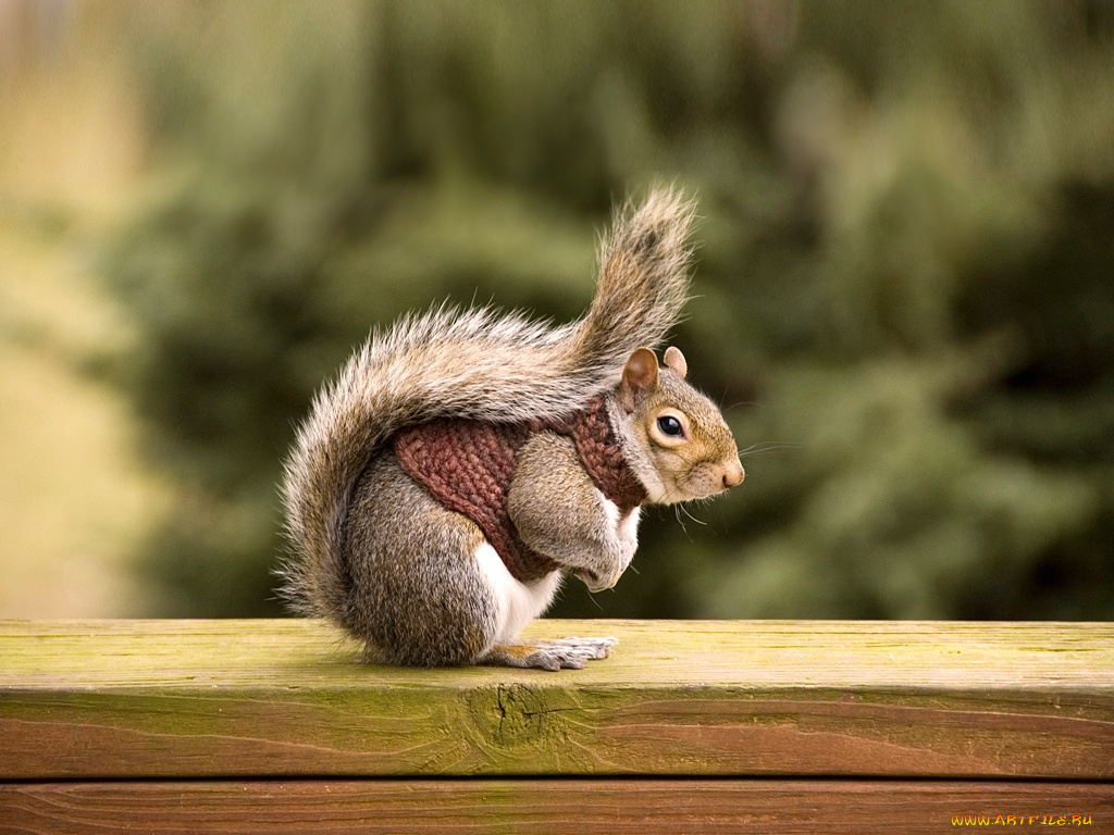 животные, белки