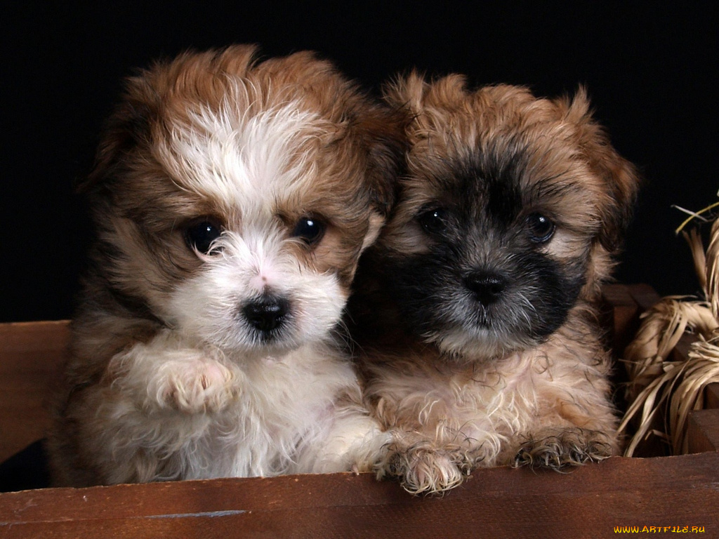 животные, собаки