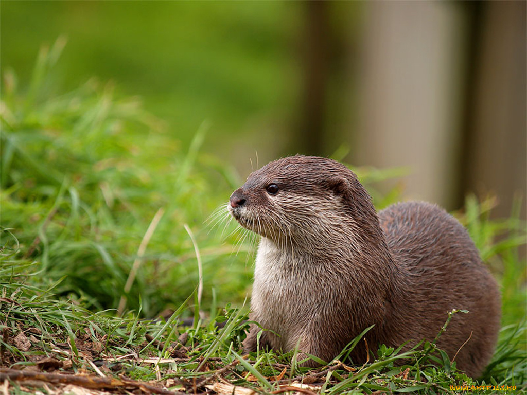 животные, выдры, каланы, ондатры