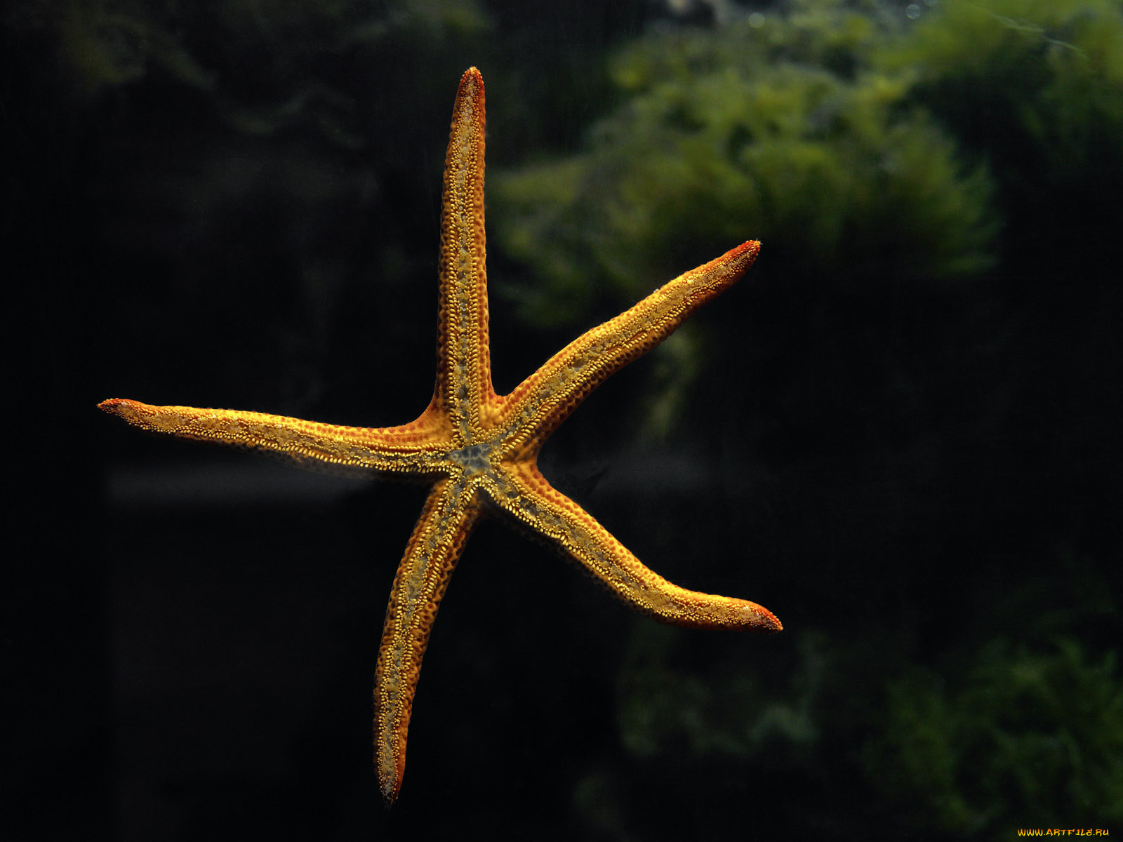 животные, морские, звёзды