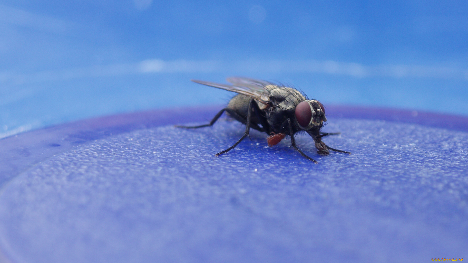 муха, животные, насекомые