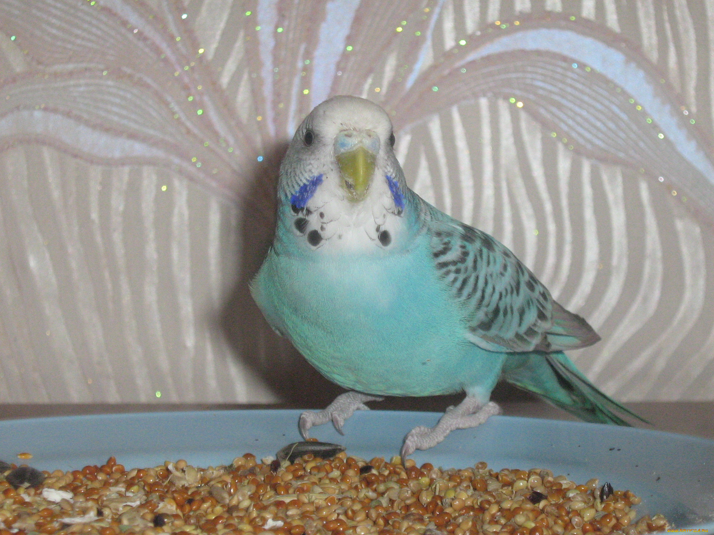 кешка, животные, попугаи