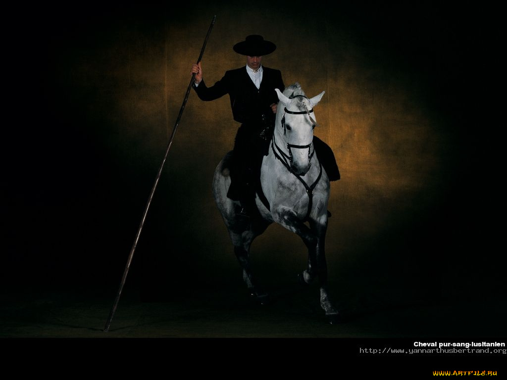 животные, лошади