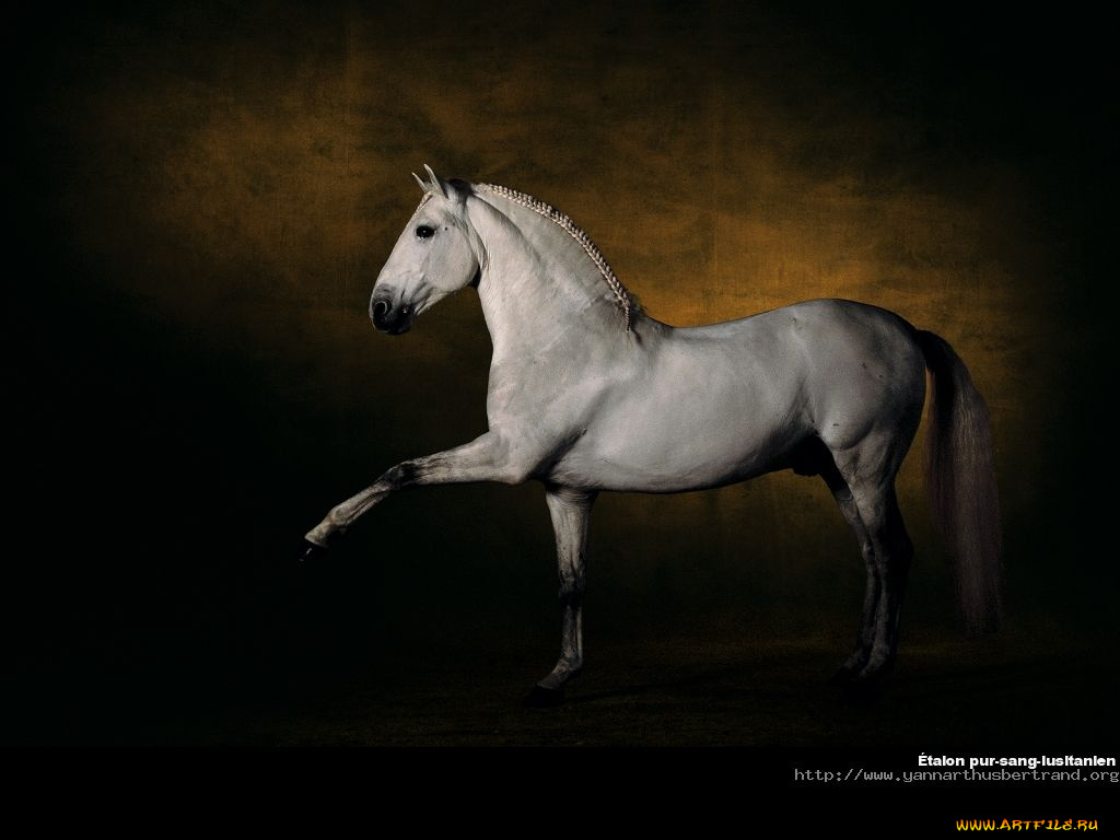 животные, лошади