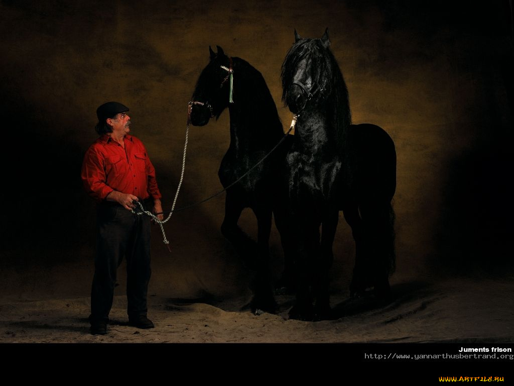 животные, лошади