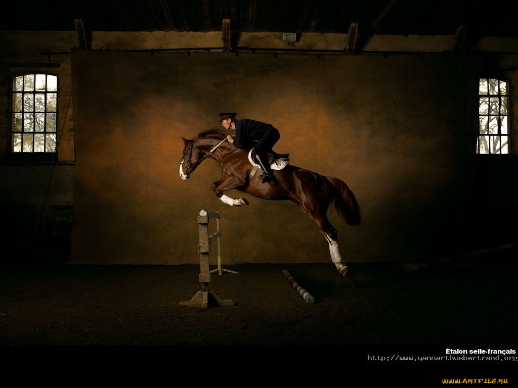 животные, лошади